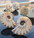 Ammonite Cufflinks, golden ratio men's fossil cufflinks